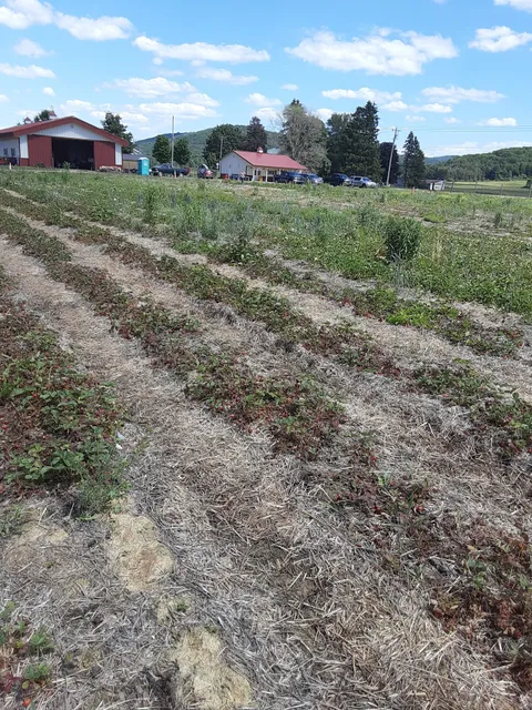 Great Valley Berry Patch