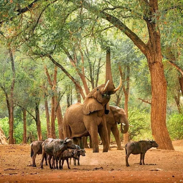 Local Safaris Africa