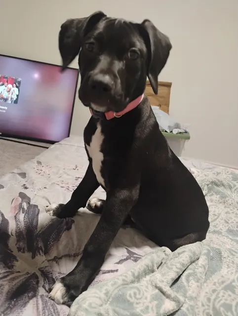 Converse Animal Care Facility