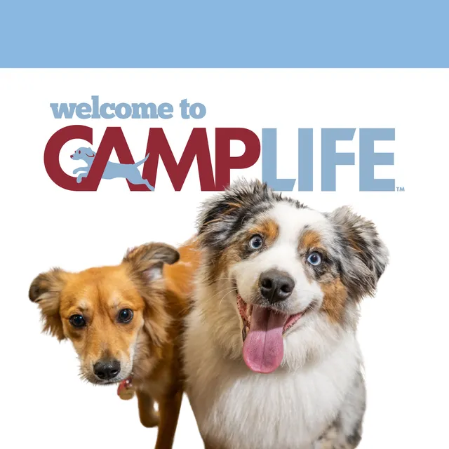 Camp Bow Wow Westminster