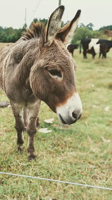 Pope Farms Country Store