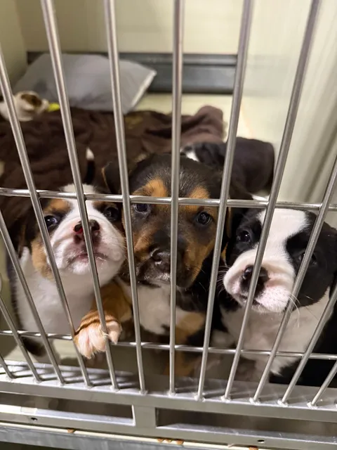 Kern County Animal Services