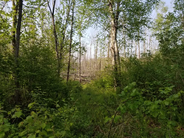 Savanna State Forest