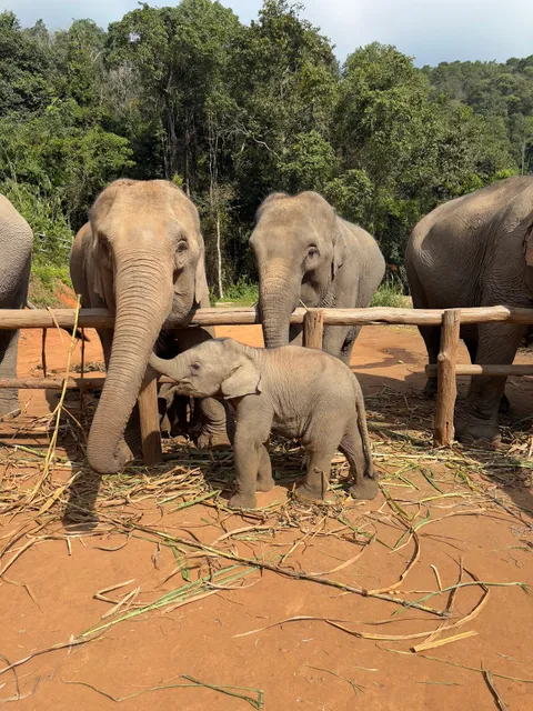 Chiangmai Elephant Land - Office