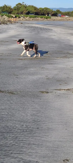 Crescent City Dog Town