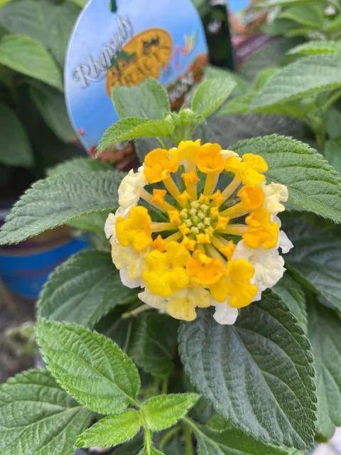 Cane Row Nursery & Landscaping