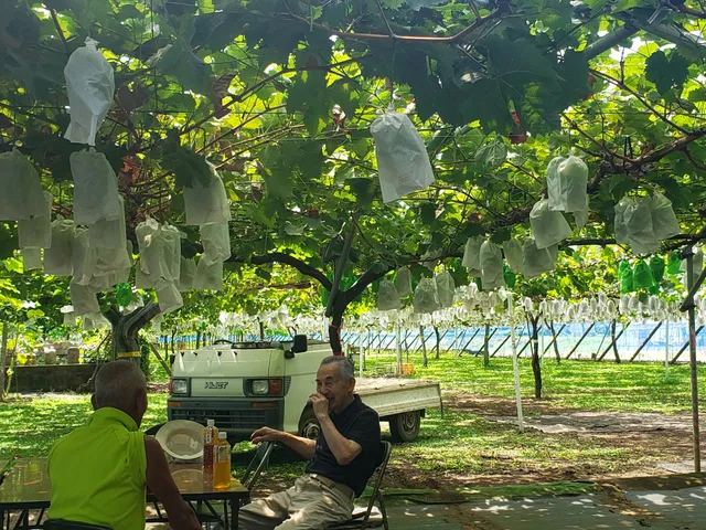 宮信観光ぶどう園