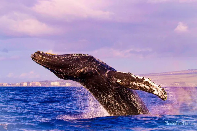 Maui Adventure Cruises