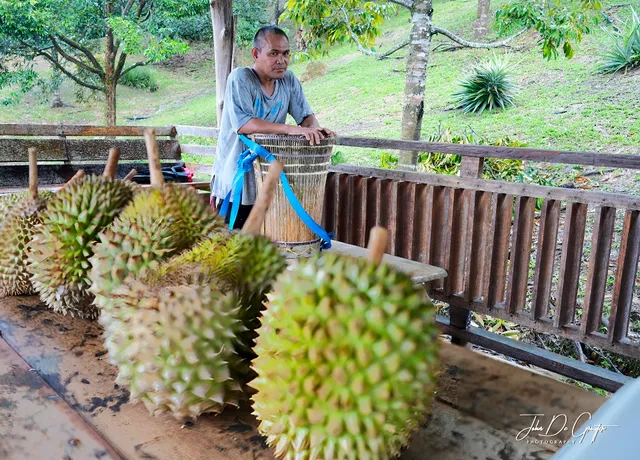 Tamparuli Durian Farm