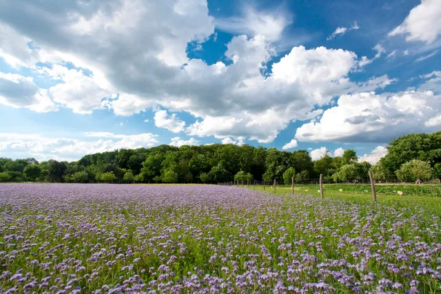 Botanical Volkspark Pankow Blankenfelde