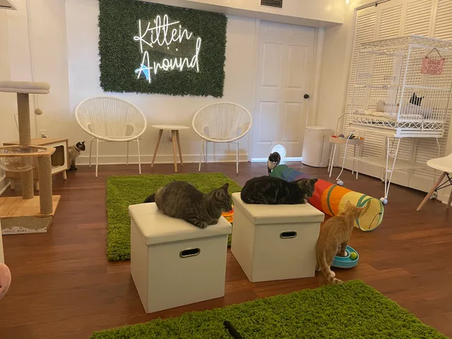 Kitten Around Cat Lounge