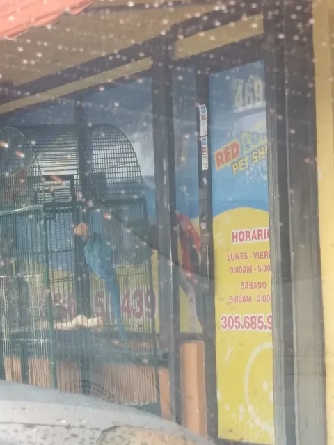 Red Lories Pet Supply