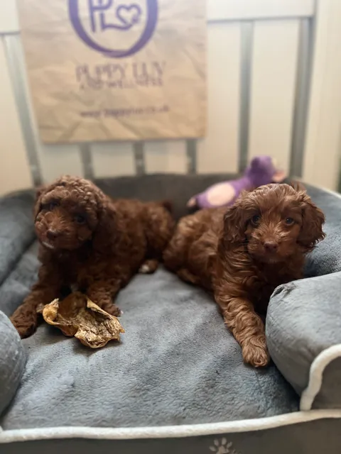 Puppy Luv and Wellness