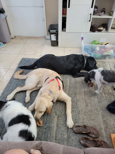 Uptown Animal Hospital