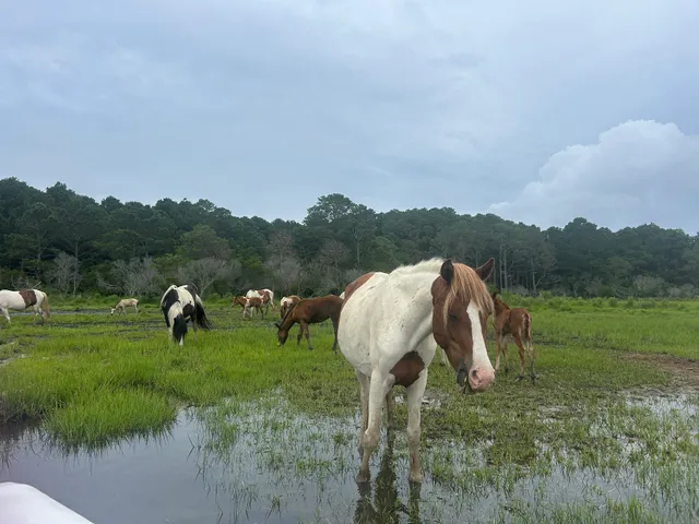 Chincoteague Island Adventures