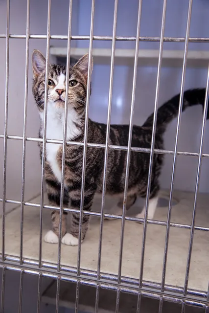 Flora Animal Hospital