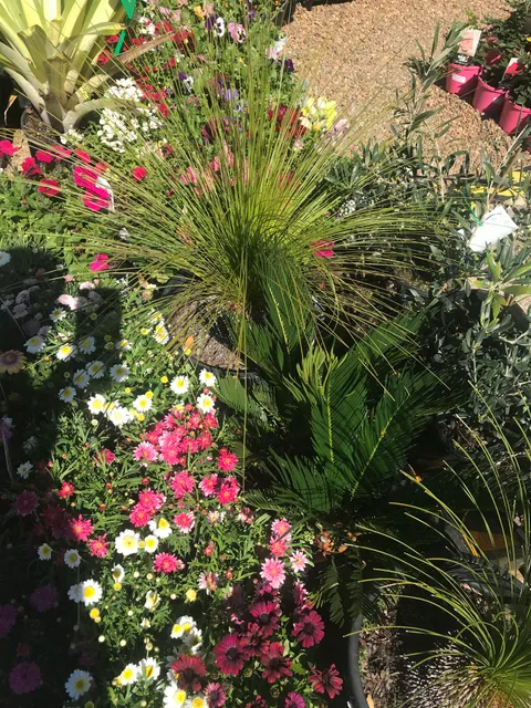 The Tropic Gardener - Rare and Indoor plants nursery, Brisbane