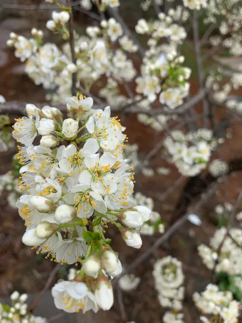 Elmore Roots Nursery