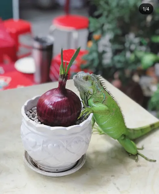 Tiệm Cà Phê Chú Tanh