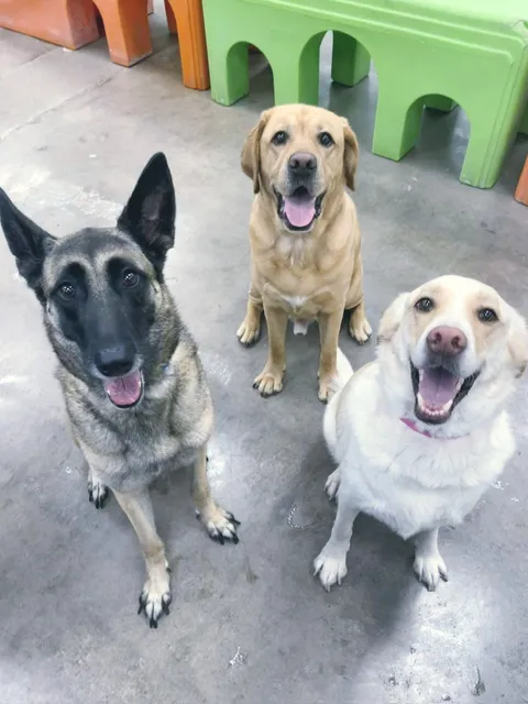 Paw Commons Pet Resort & Training Center - Gilbert