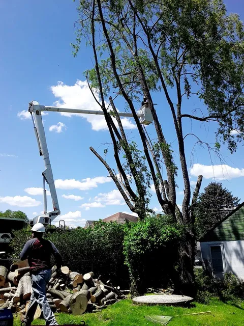 Dillon's Tree Service