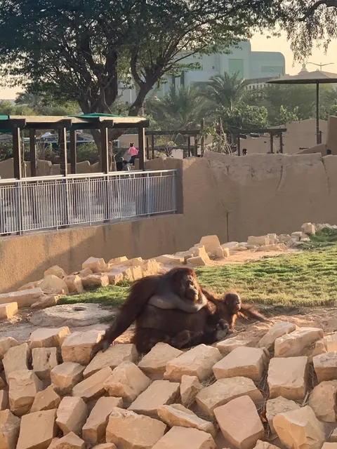 Tiger zone - Riyadh Zoo