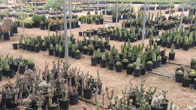 Phoenix Desert Nursery