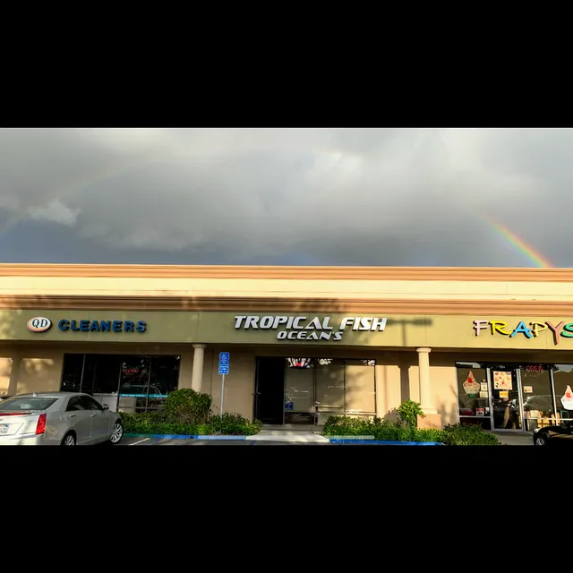 Ocean's Tropical Fish