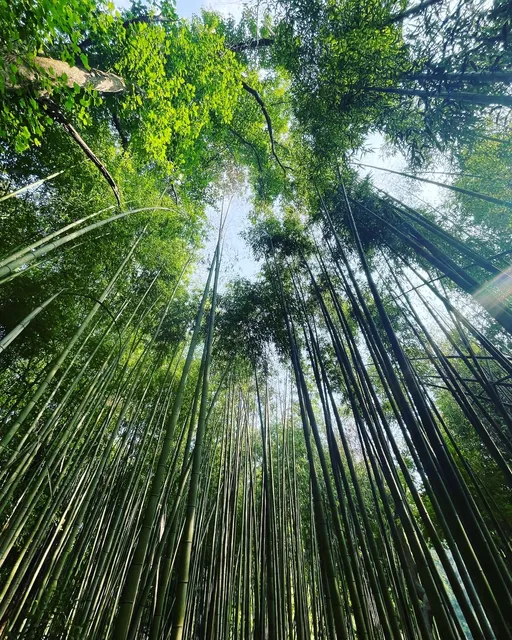 Bamboo Forest - Bamboo