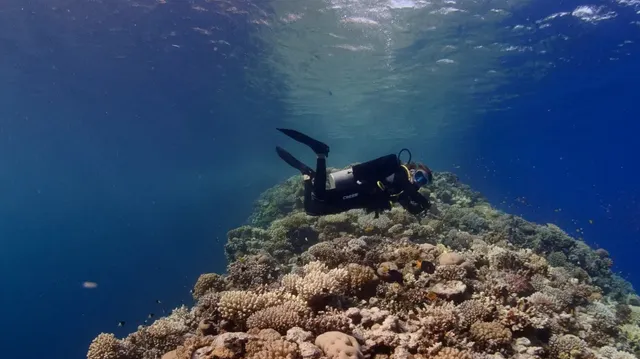 Red Sea Tribe - Dahab