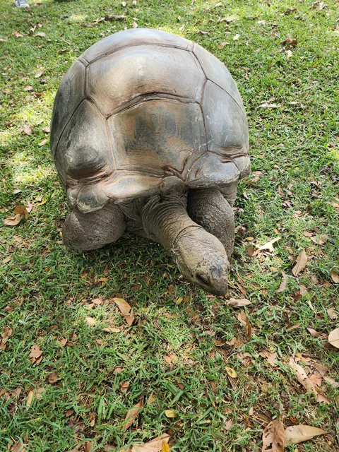 Tulawaka Gold Coaster