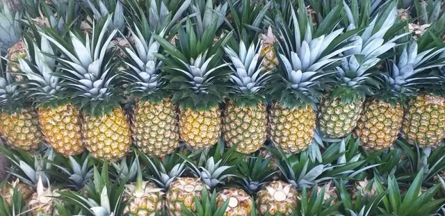 Mario’s Produce Llc