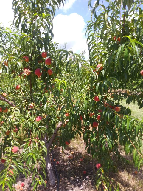 Peachtree Mini-Storage