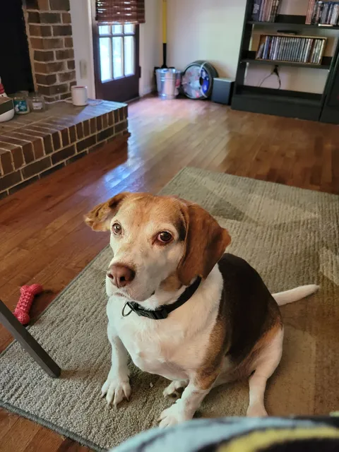 Cahaba Mountain Brook Animal Clinic