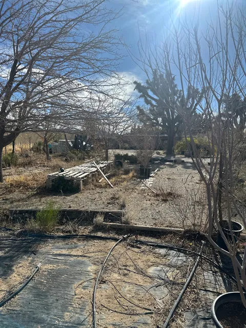 Unique Landscape & Cactus