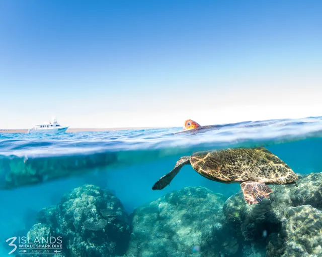 Three Islands Whale Shark Dive