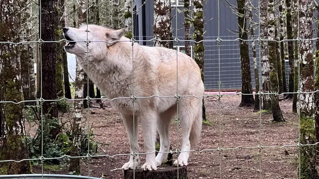 Roam Wolfdog Sanctuary