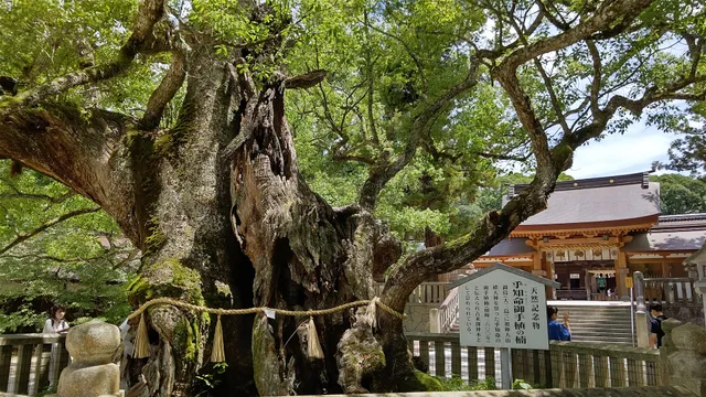 Ancient Camphor Trees at Oyamazumi Shrine