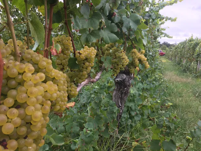 Day Sipper Wine and Brew Tours