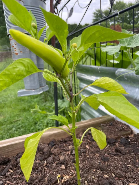 Joe's Greenhouse & Farm Market