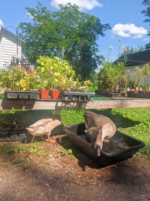 Lind Center Greenhouse