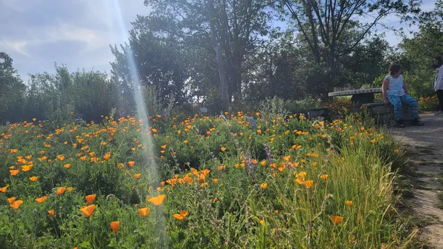Granada Native Garden