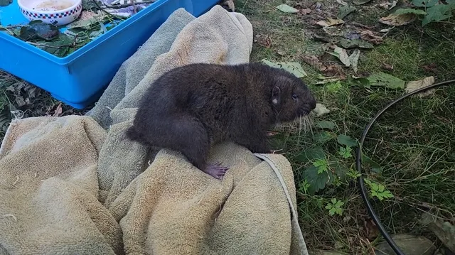 Footprints Wildlife Rehabilitation Center