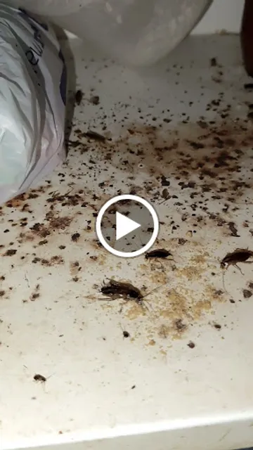 Panificadora Goiabal