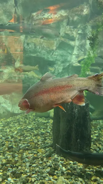 Cabela's Fresh Homemade Fudge