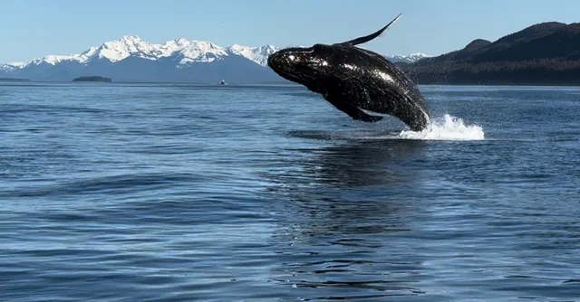 Harv and Marv's Outback Alaska Whale Watching