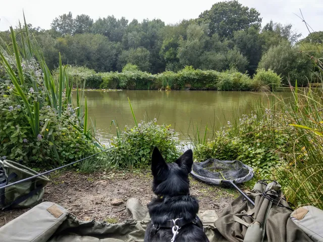Iden wood fishery