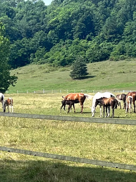 Brushy Creek Lodge & Resort