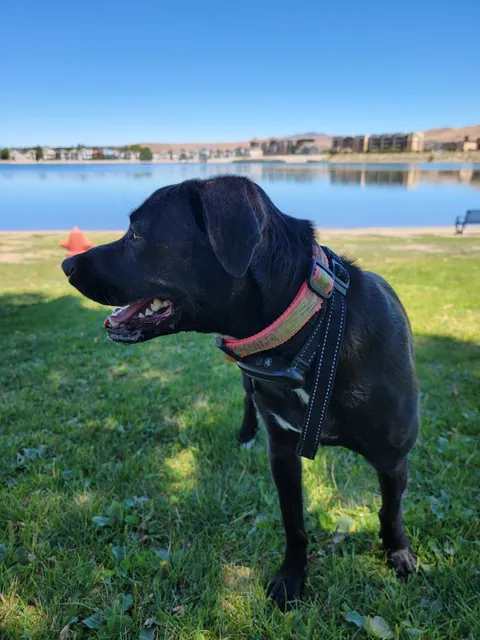 Sparks Marina Dog Park