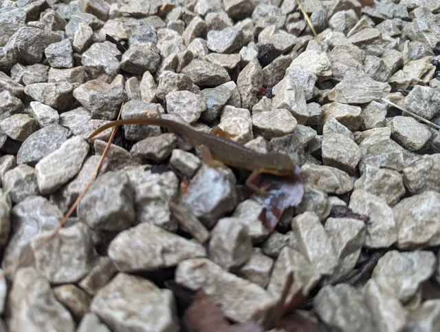 Honeysuckle Bridge Cabin